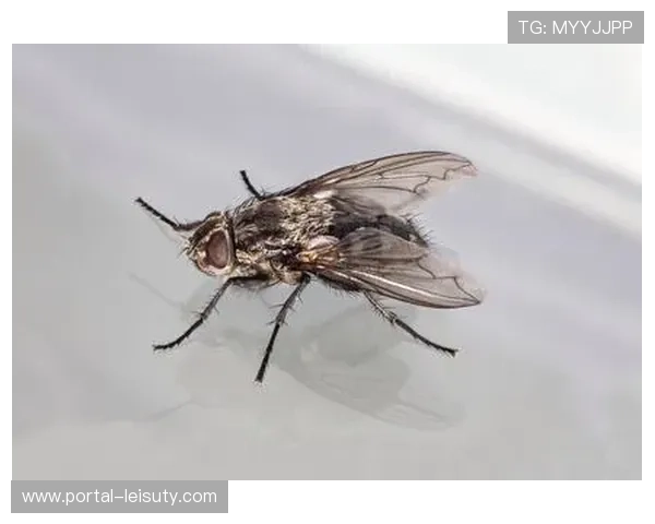 全运会网球赛飞蛾闯入赛场，官方澄清非蟑螂未影响比赛